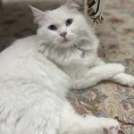گربه پرشین سفید گمشده